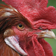 Illustration for article titled This Ghost Chicken Story Is One of Sciences Strangest Urban Legends